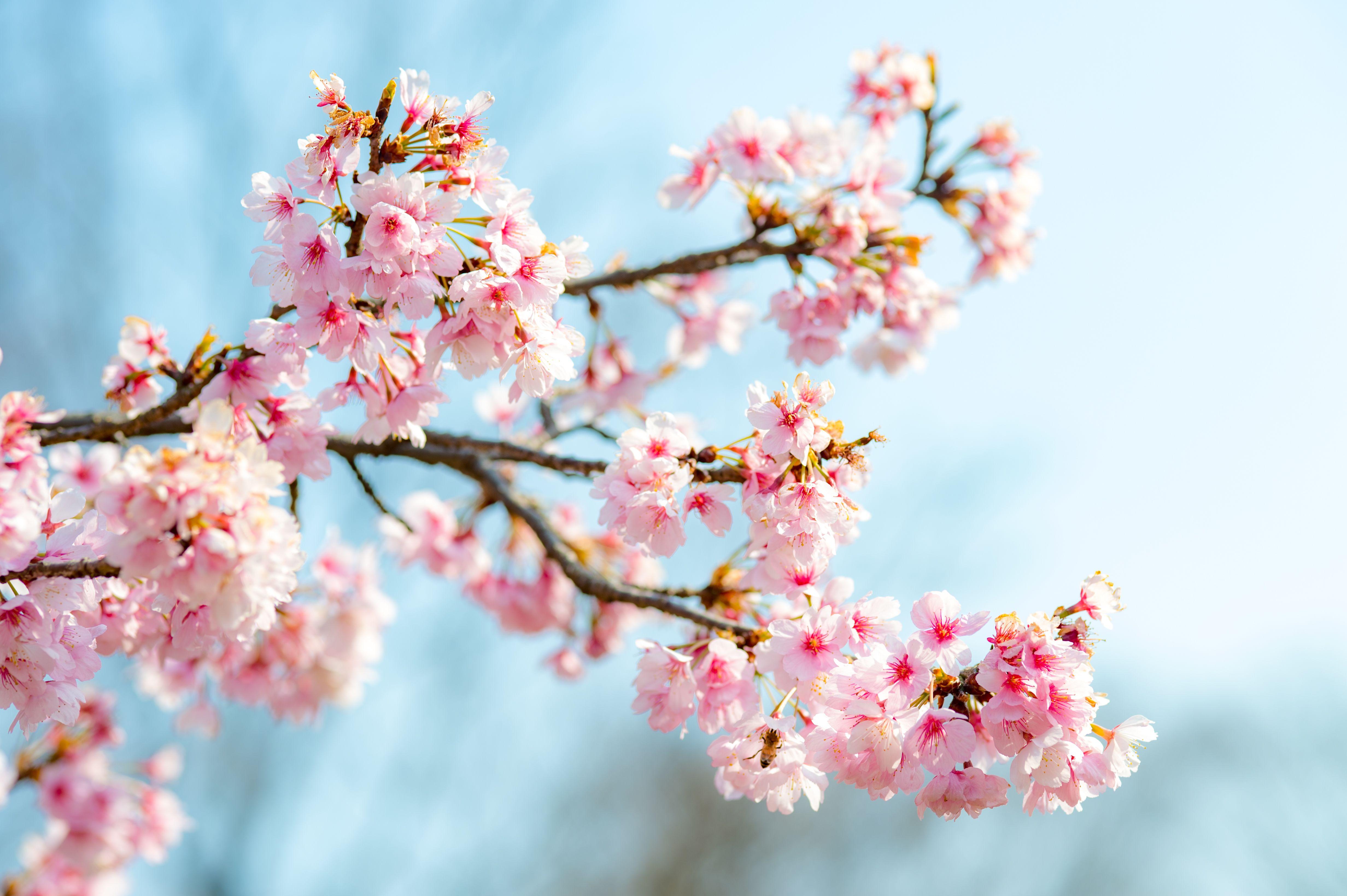 4K Cherry Blossom Wallpapers Top Free 4K Cherry Blossom Backgrounds 