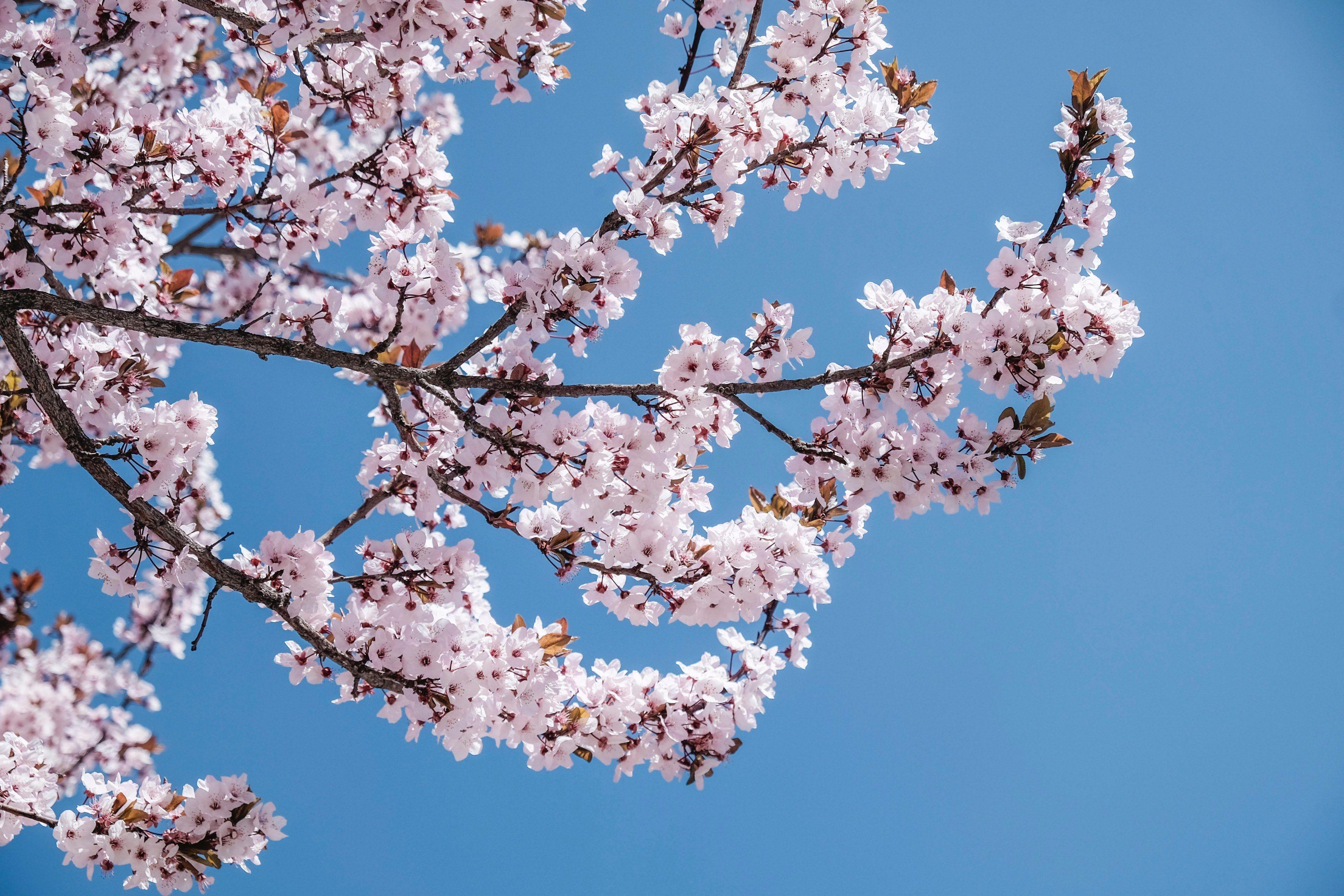 4K Cherry Blossom Wallpapers - Top Free 4K Cherry Blossom Backgrounds