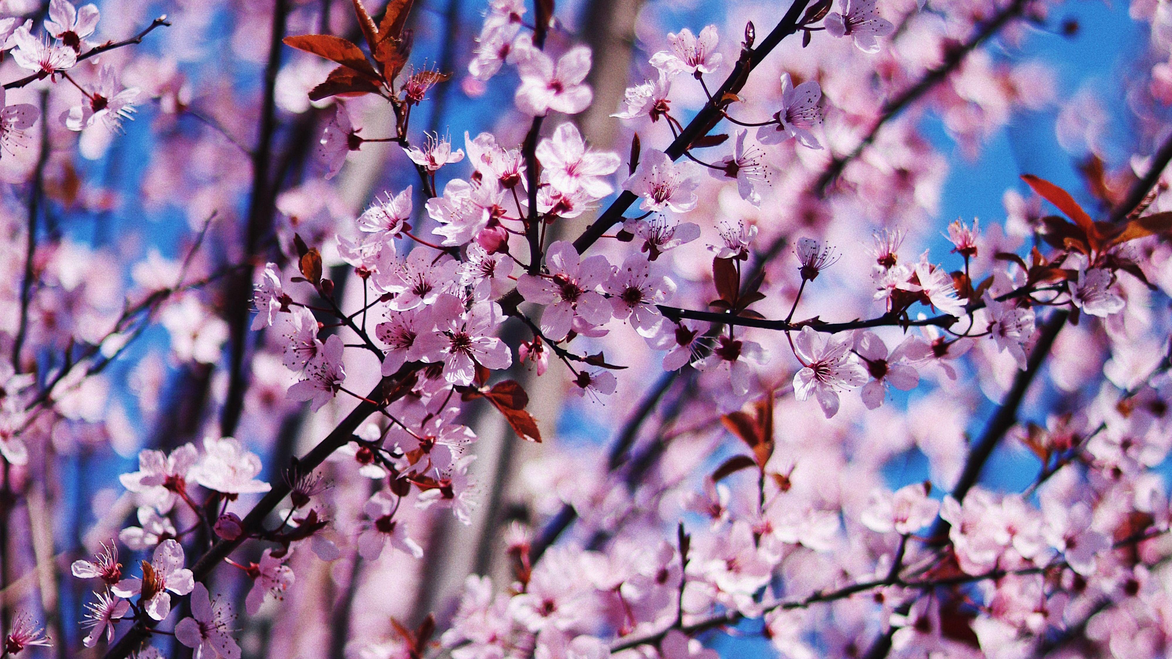 4000x2250 Cherry blossom Spring Flowers 4K Wallpaper