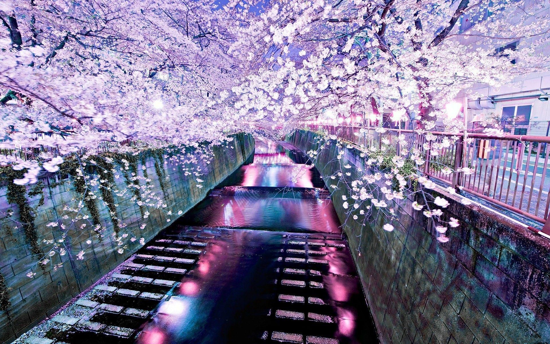 1920x1200 #bridge, #cherry, #blossom, #river, k, k wallpaper