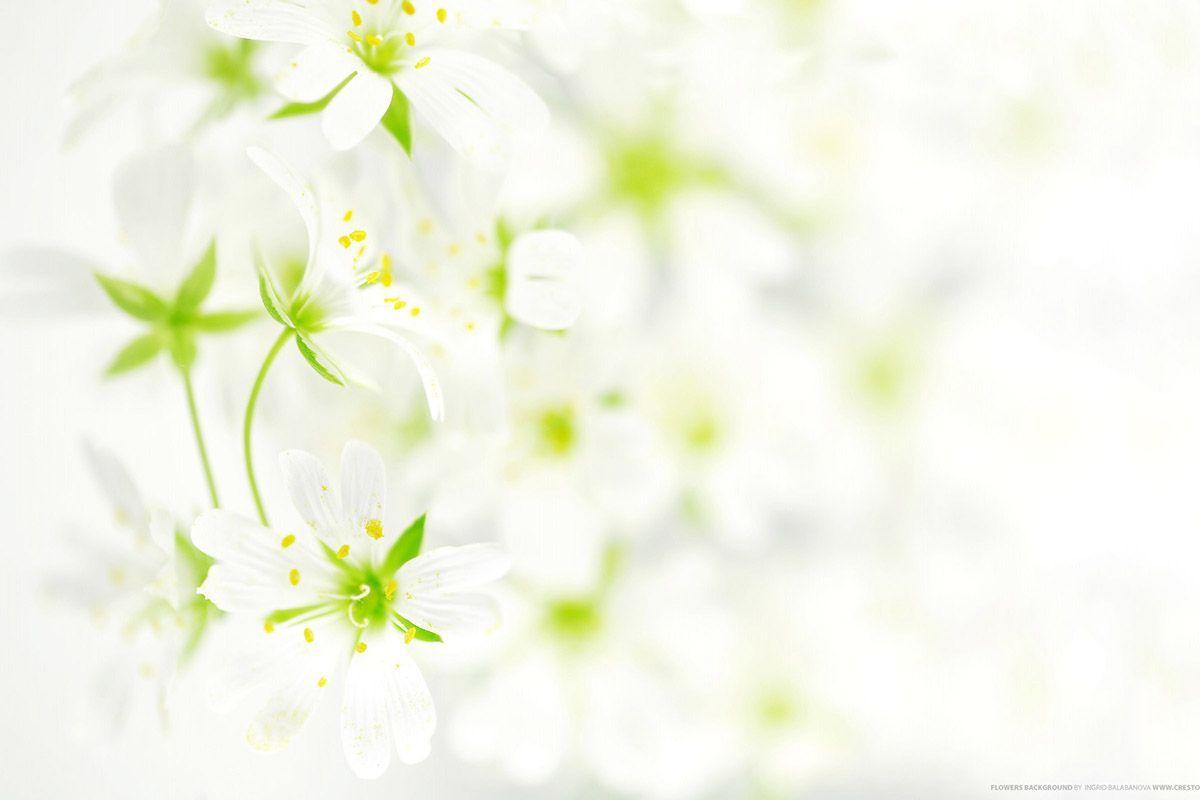 Funeral Flowers Wallpapers Top Free Funeral Flowers Backgrounds 