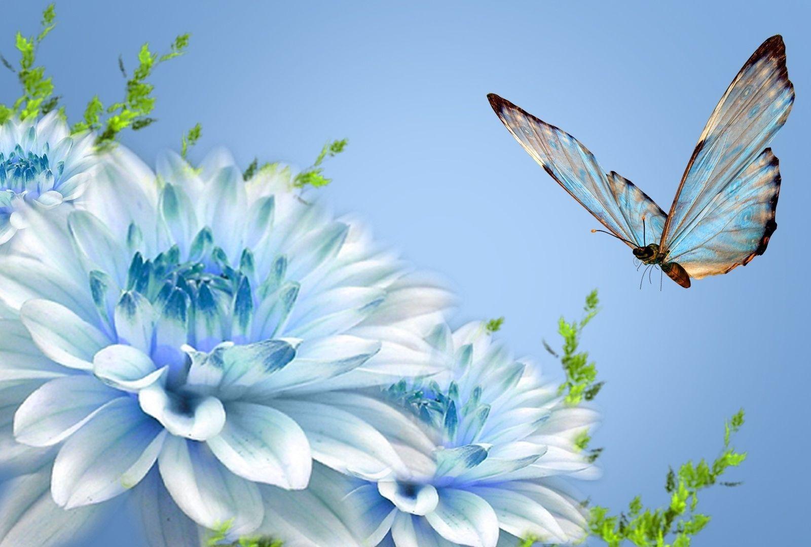1600x1080 Sympathy Wallpaper. Sympathy Wallpaper