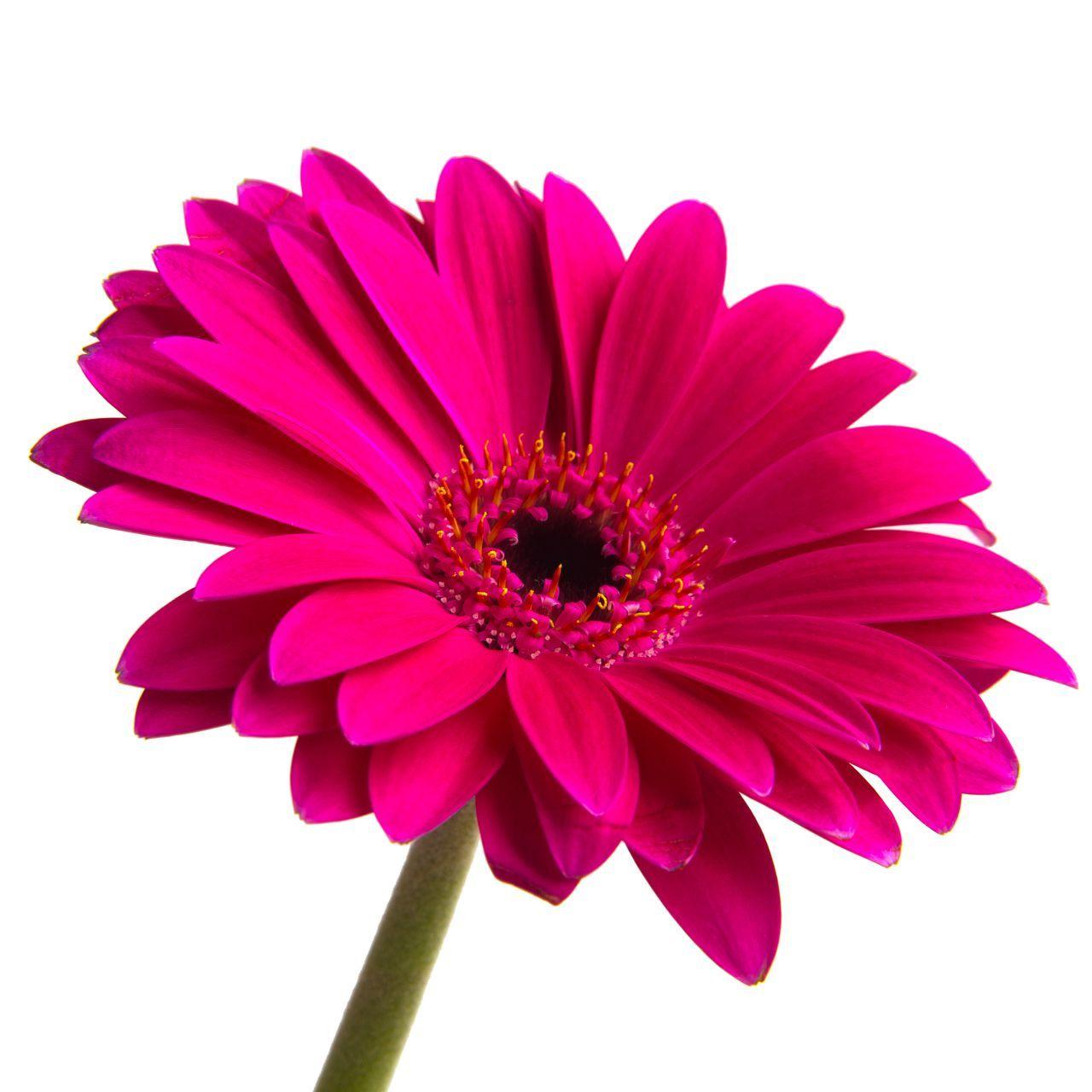 1280x1280 BEAUTIFUL FLOWER WALLPAPERS FREE TO DOWNLOAD