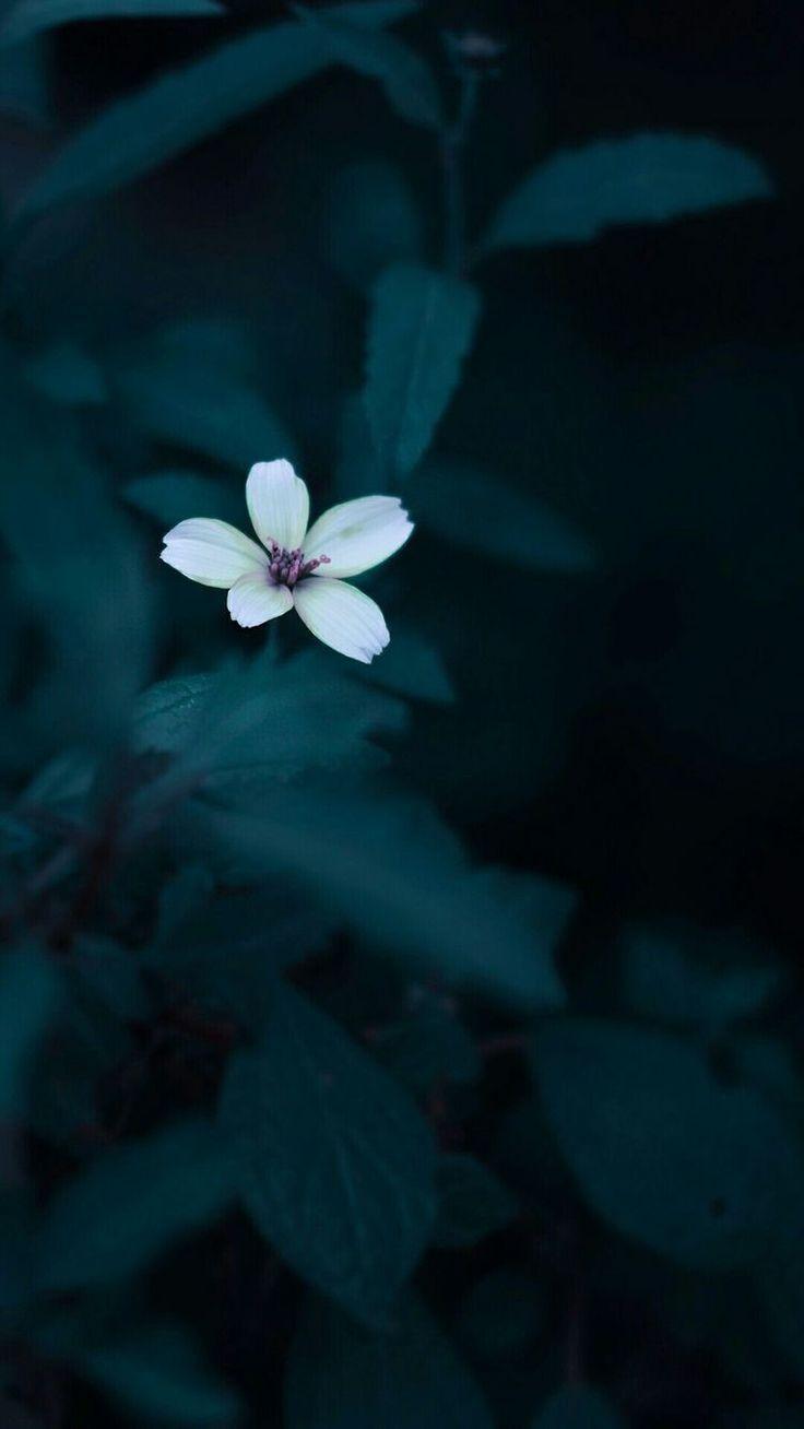 736x1308 Most Up To Date Cost Free Funeral Flowers Blue Thoughts Whether Or