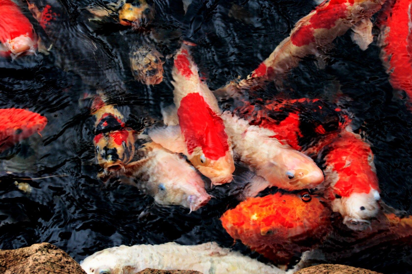 1680x1120 Fish Group Koi 3D Wallpaper For Mobile Fish HD 16:9 High