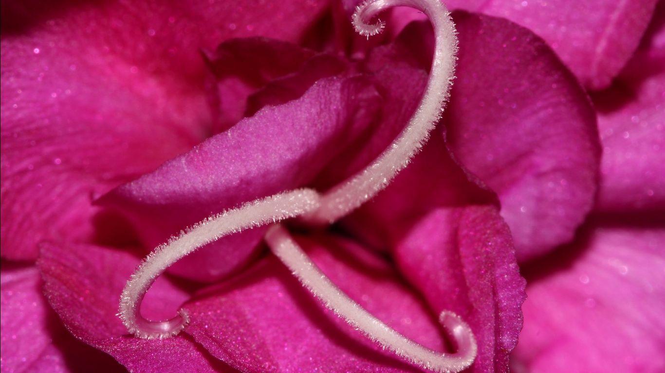 1366x768 High Defination Wallpaper: flowers. flowers wallpaper. amazing