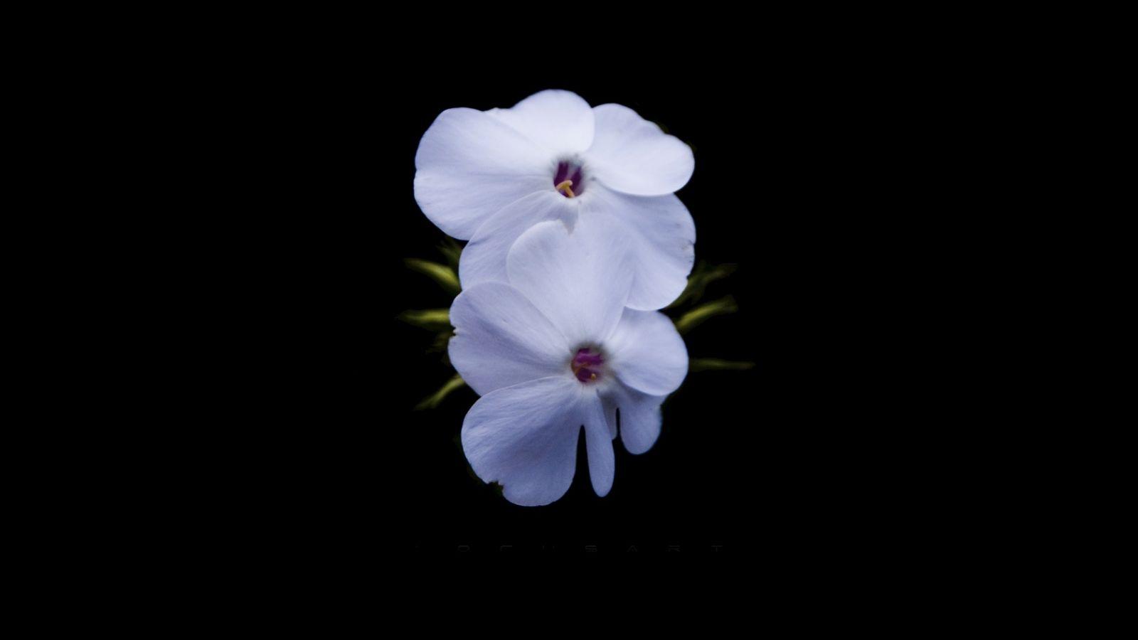 1600x900 Free download White Flowers on Black Background Wallpaper 268