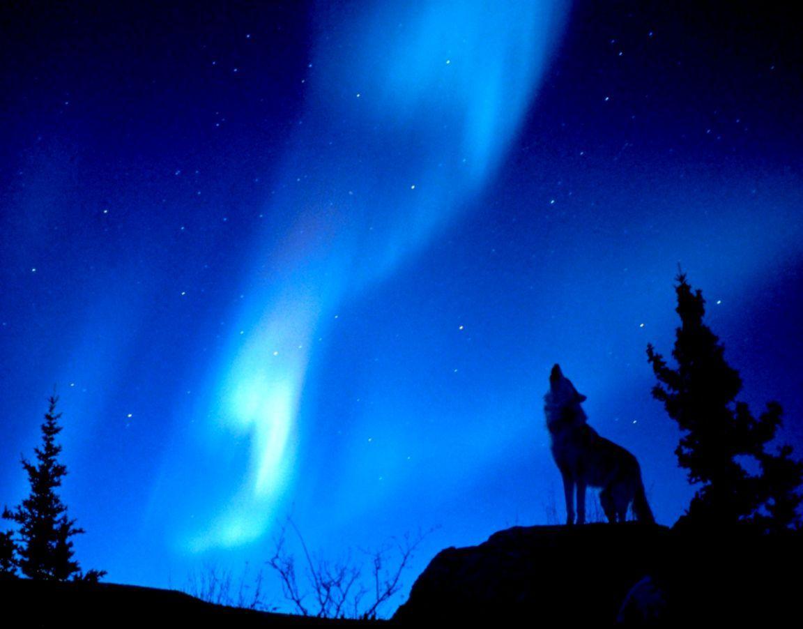 1152x902 Northern Lights Wolf Wallpaper