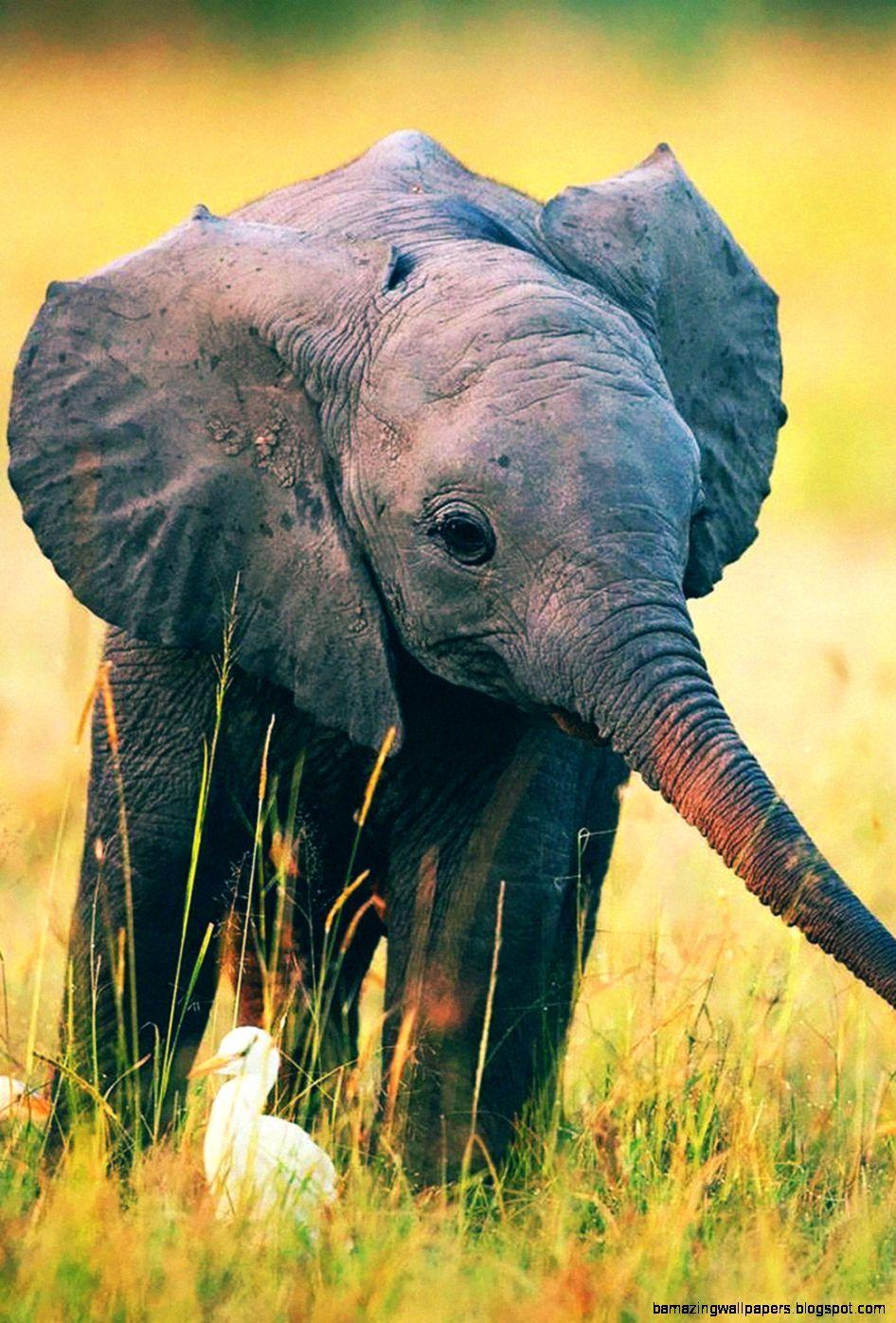 Best Little elephant iPhone 8 HD Wallpapers  iLikeWallpaper