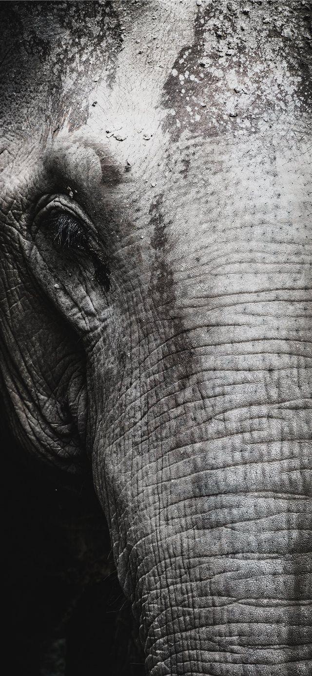 640x1385 Saved from humanity iPhone X Wallpaper Free Download