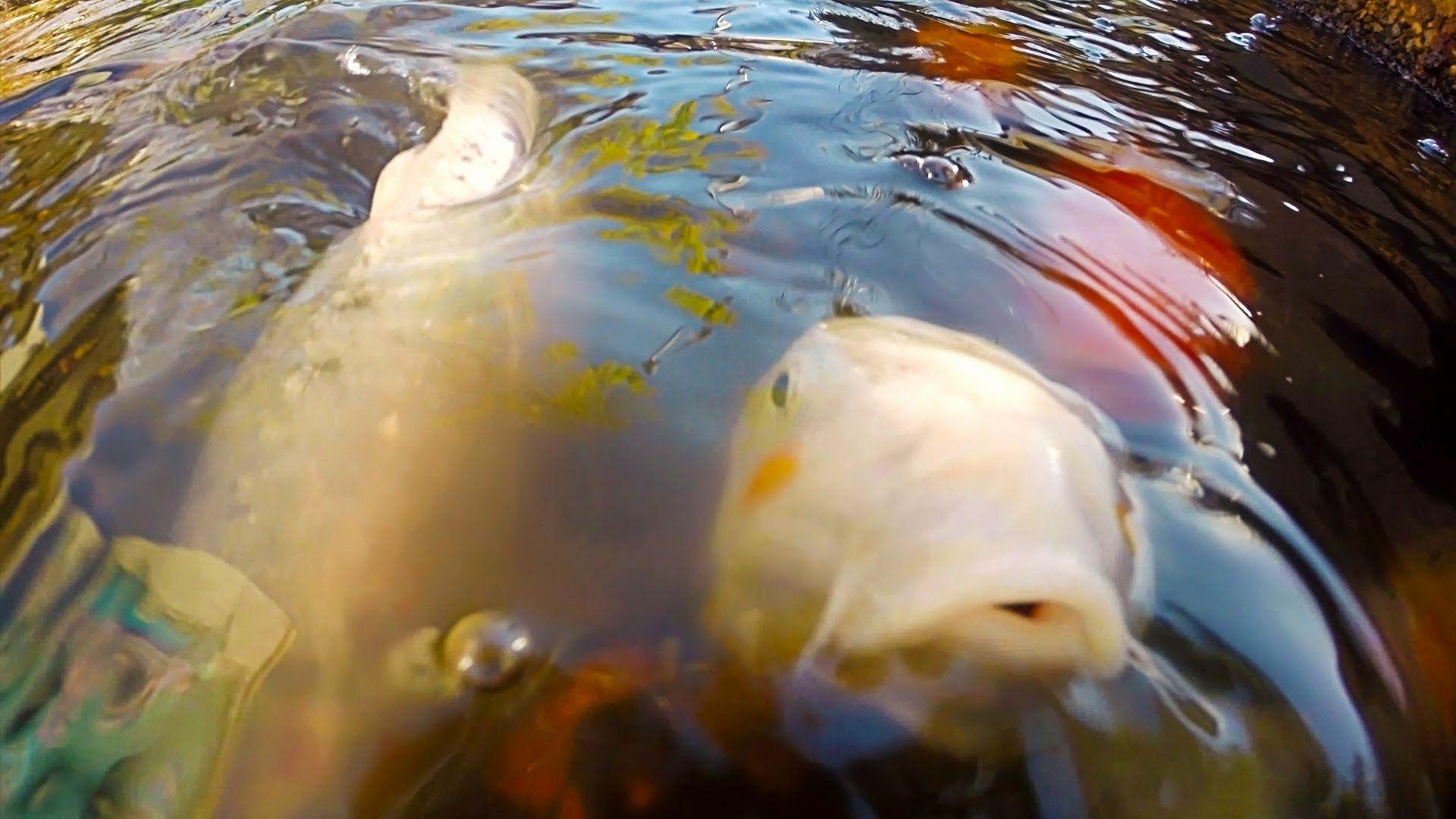 1920x1080 Koi Pond 3D Live Wallpaper Beautiful Chaos Amongst the Koi Curtin