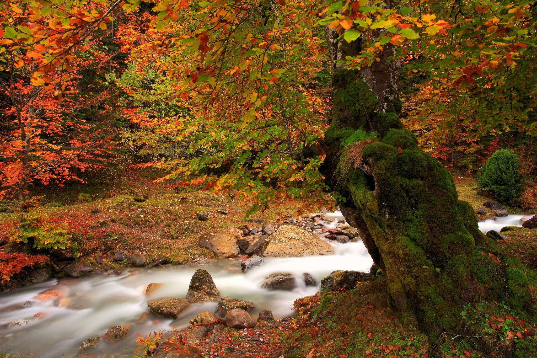 2048x1365 Nature tree autumn river moss wallpaperx1365