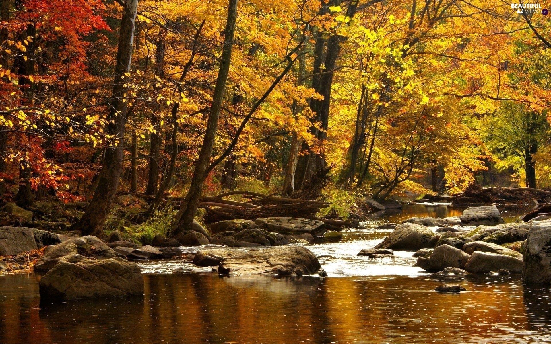 1920x1200 autumn, River, forest views wallpaper: 1920x1200