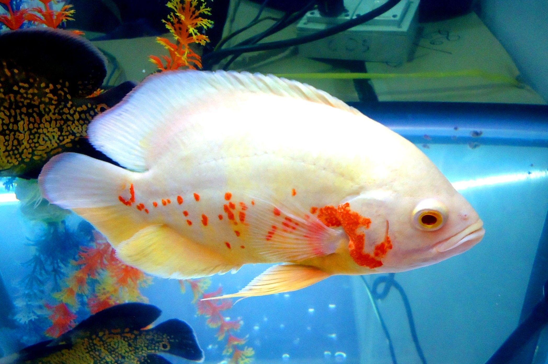 2096x1392 Fishes Ocean Fish Underwater Water Sealife Sea 3D Aquarium Live