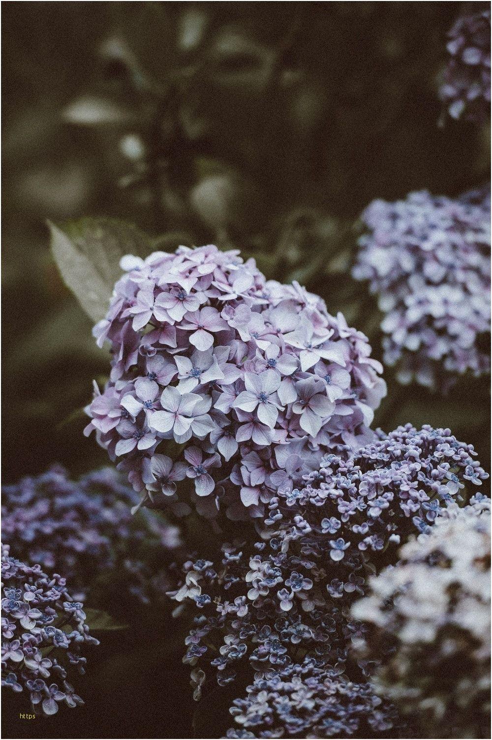 1000x1502 Tumblr Flower Wallpaper
