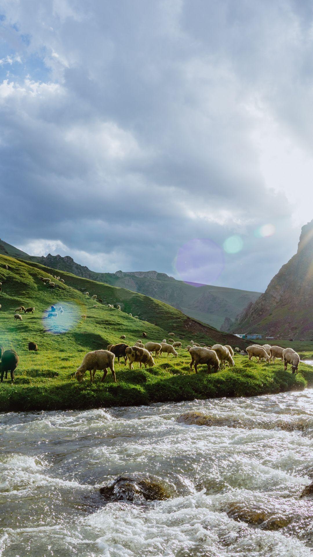 1080x1920 Sheep, herd, water stream, landscape, river wallpaper. Landscape