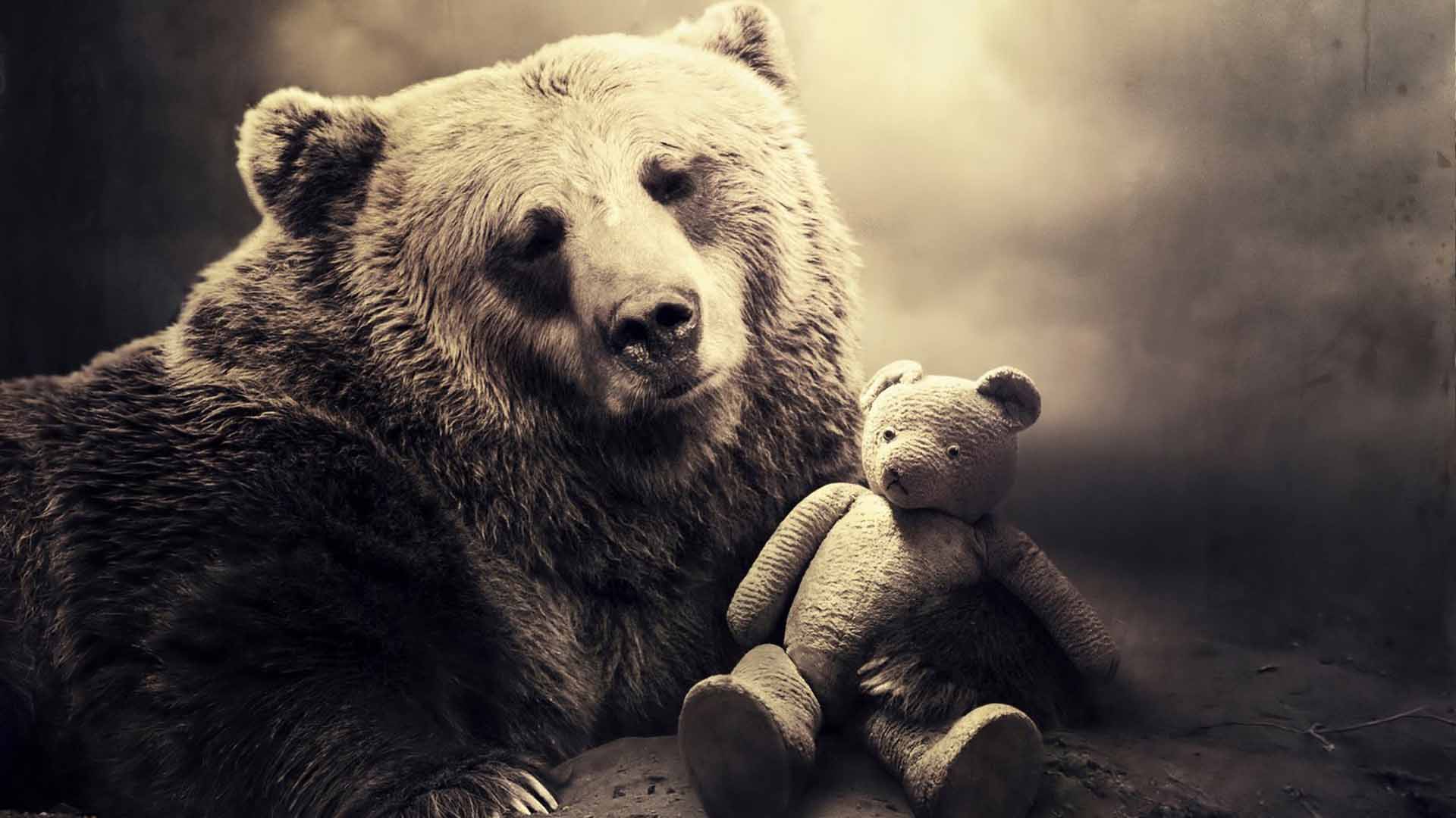 1920x1080 Bear HD Wallpaper