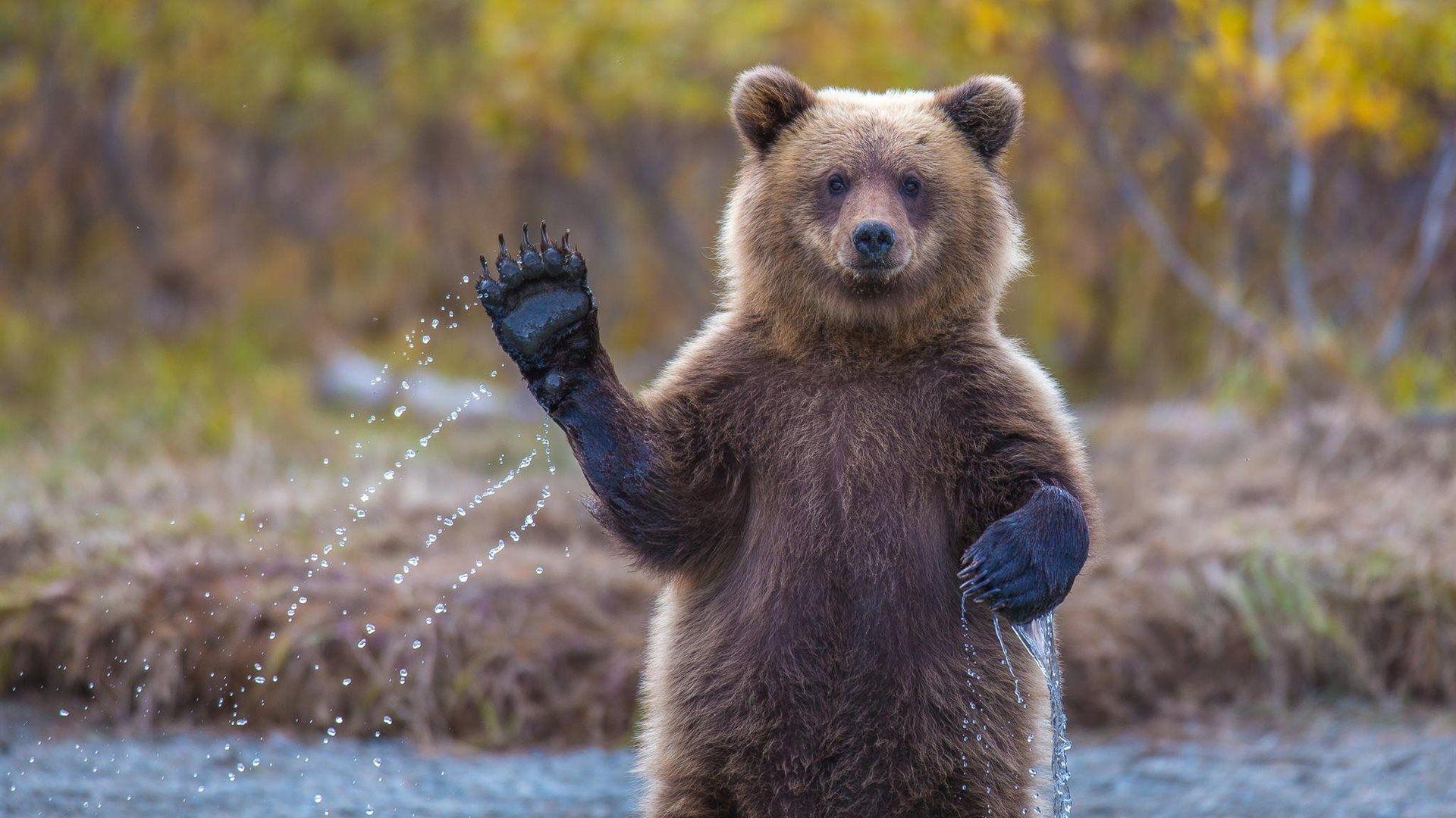 1920x1080 Bear Waving HD Wallpaperx1080
