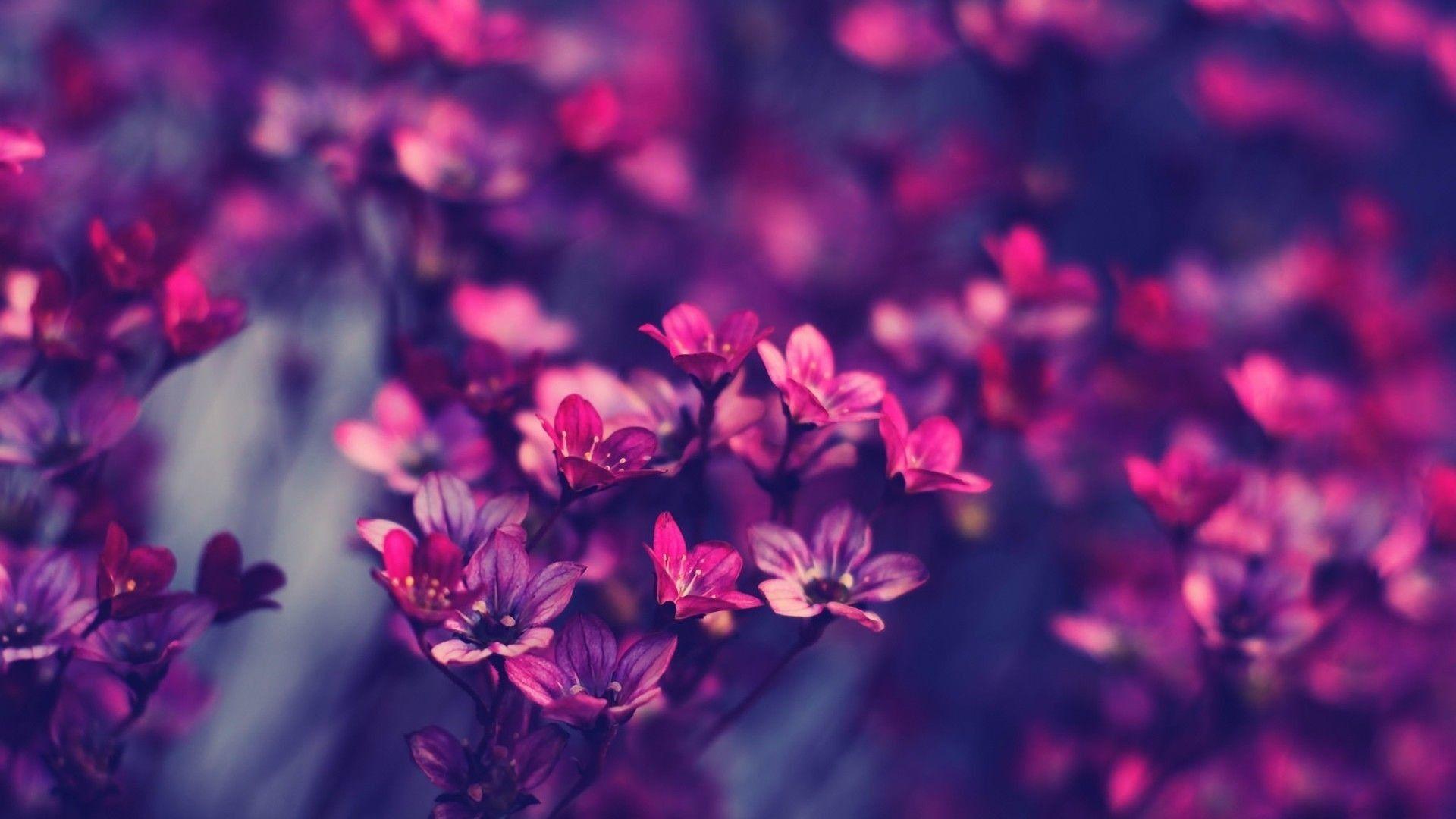 16000+ Flowers HD Wallpapers and Backgrounds