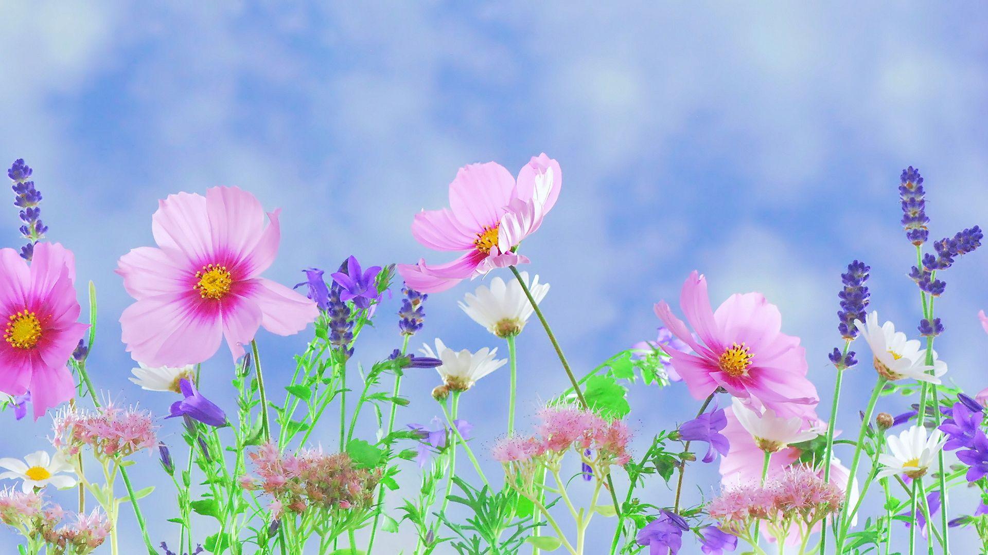 1920 X 1080 Flower Wallpapers - Top Free 1920 X 1080 Flower Backgrounds ...