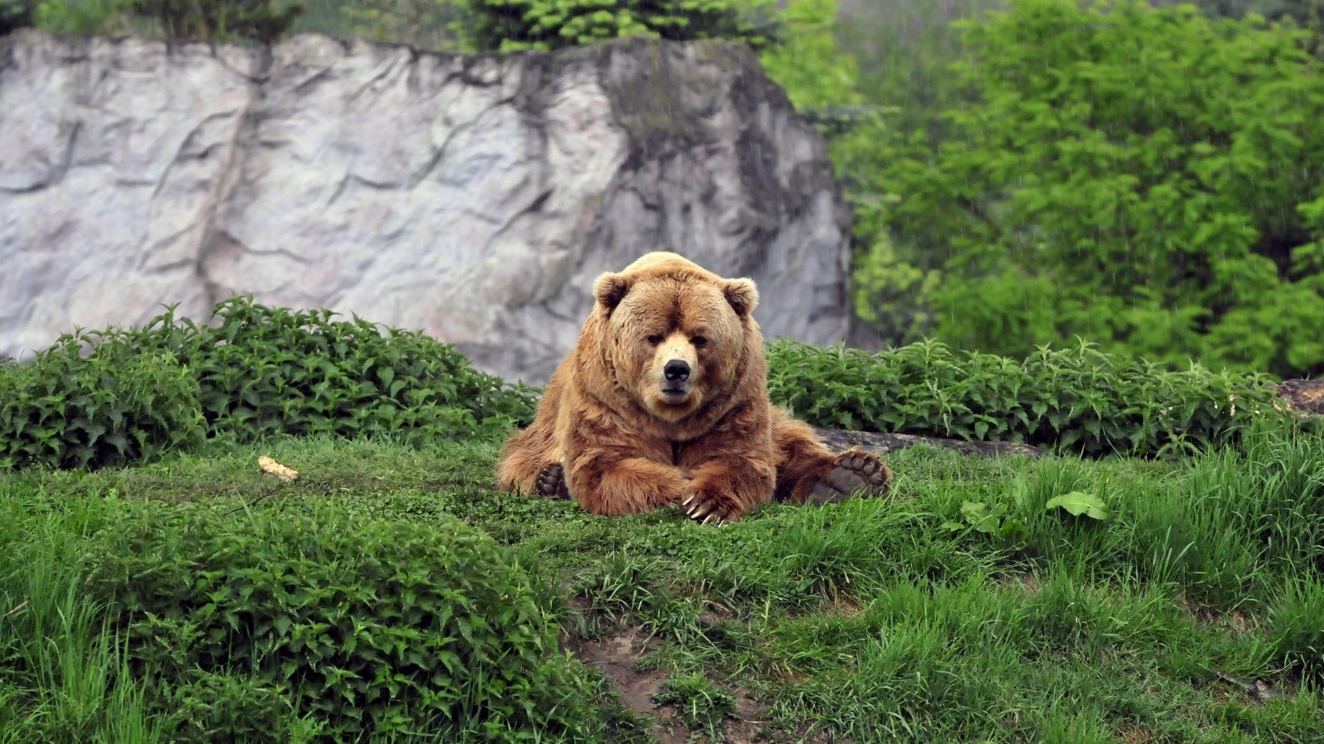 1920x1080 High Quality Bear Wallpaper. Full HD Picture