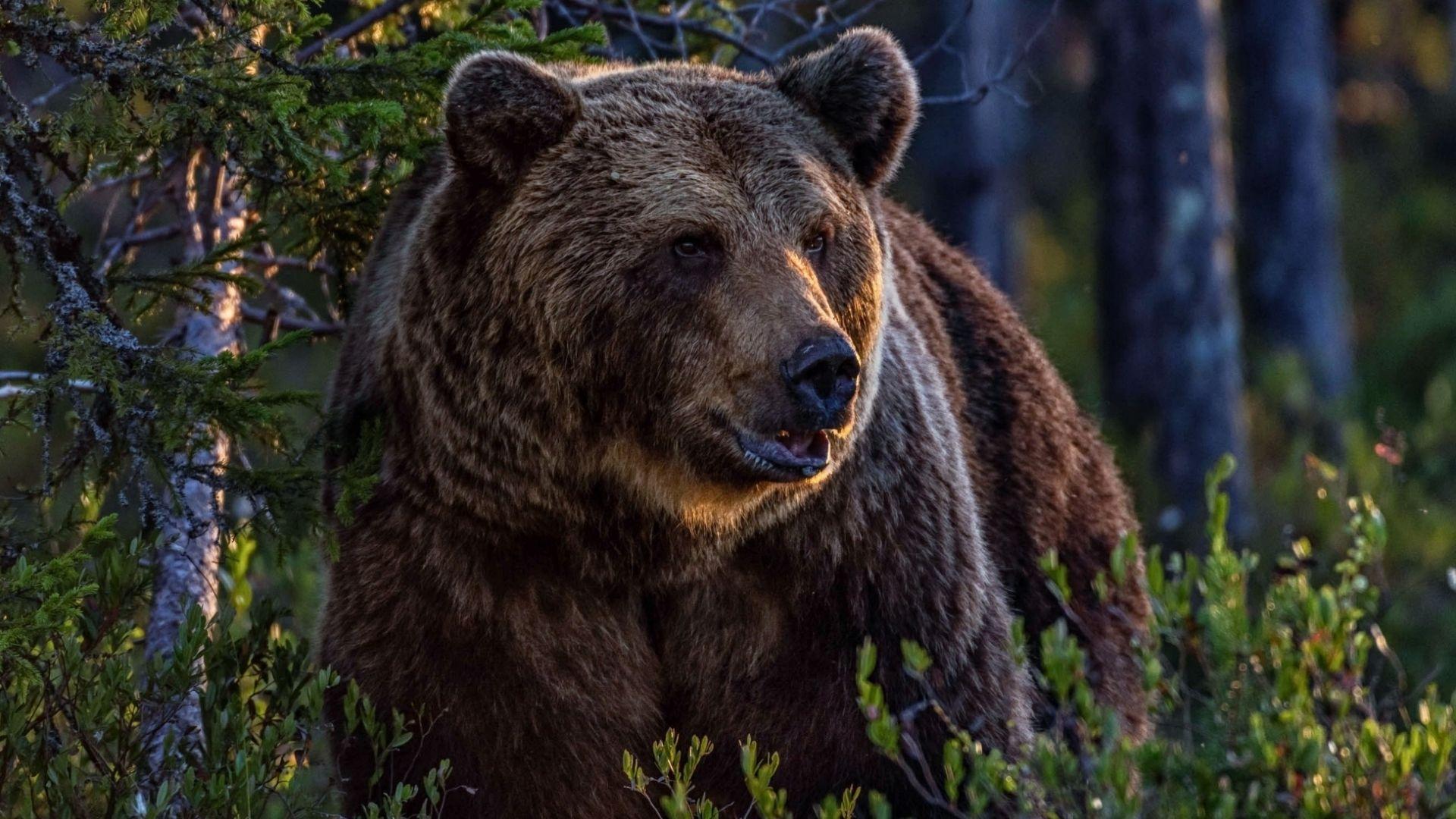 1920x1080 Download 1920x1080 wallpaper bear, wild, predator, jungle, full HD