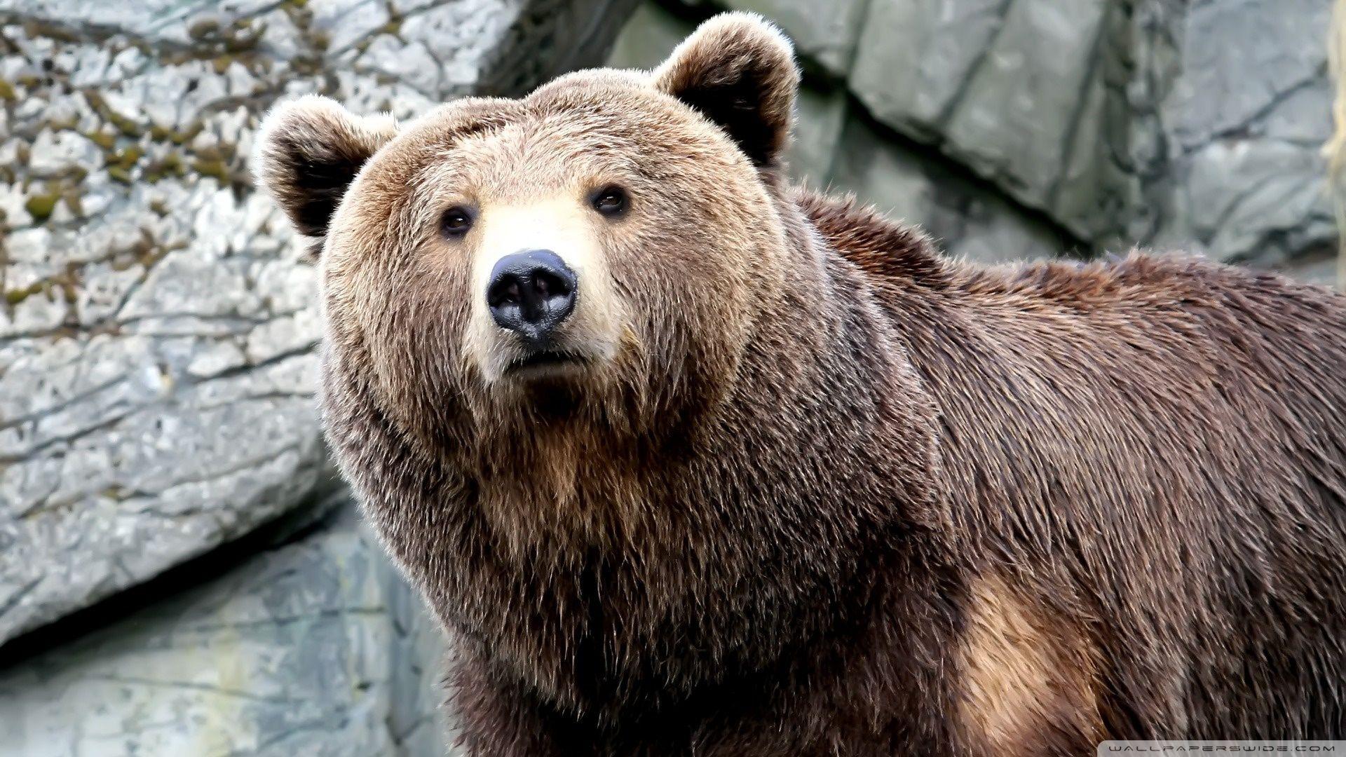 1920x1080 Grizzly Bear Wallpaper