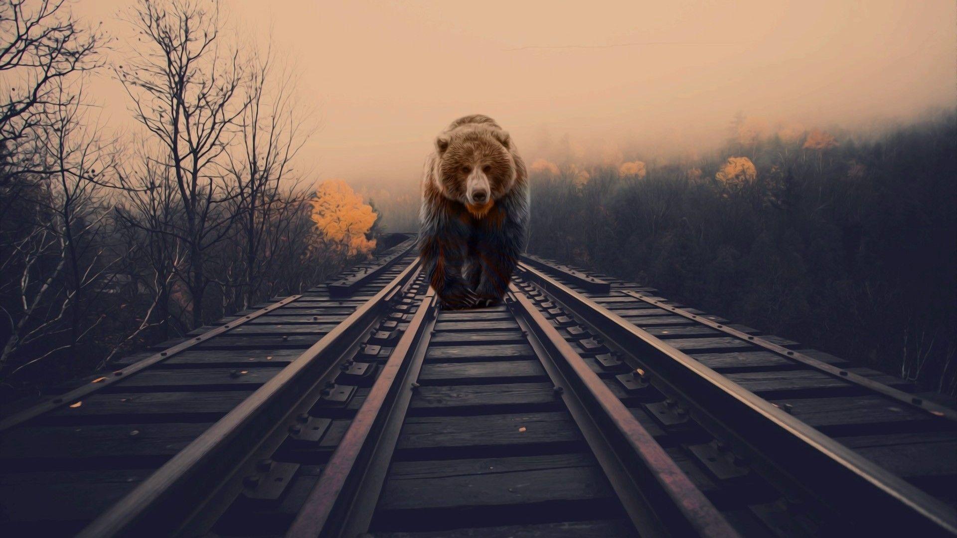 1920x1080 Download 1920x1080 Bear, Railway, Walking, Predator Wallpaper