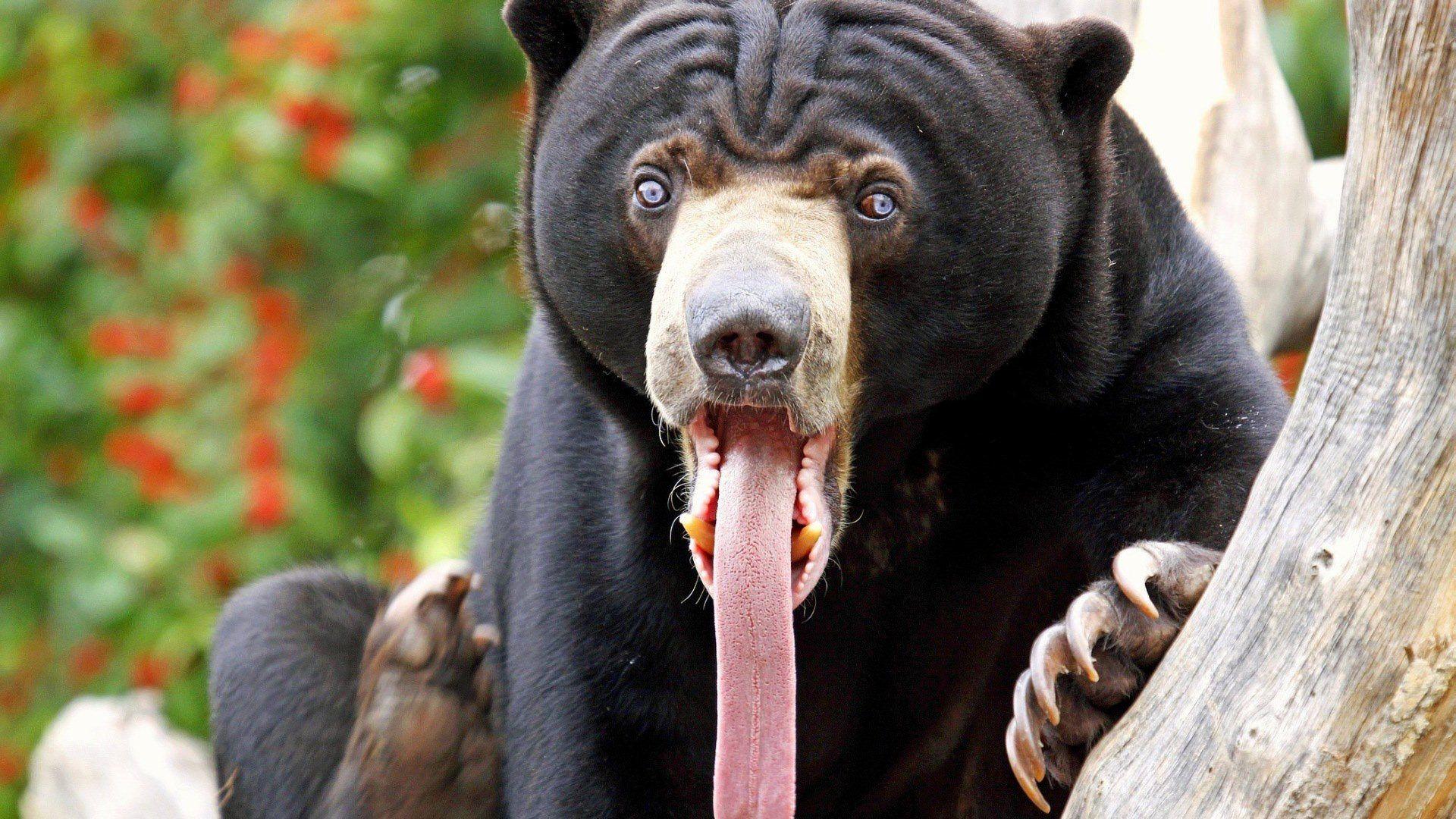 1920x1080 Sun Bear HD Wallpaper and Background Image