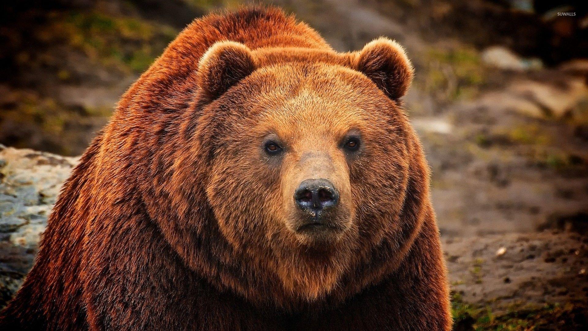 1920x1080 Grizzly Bear Wallpaper