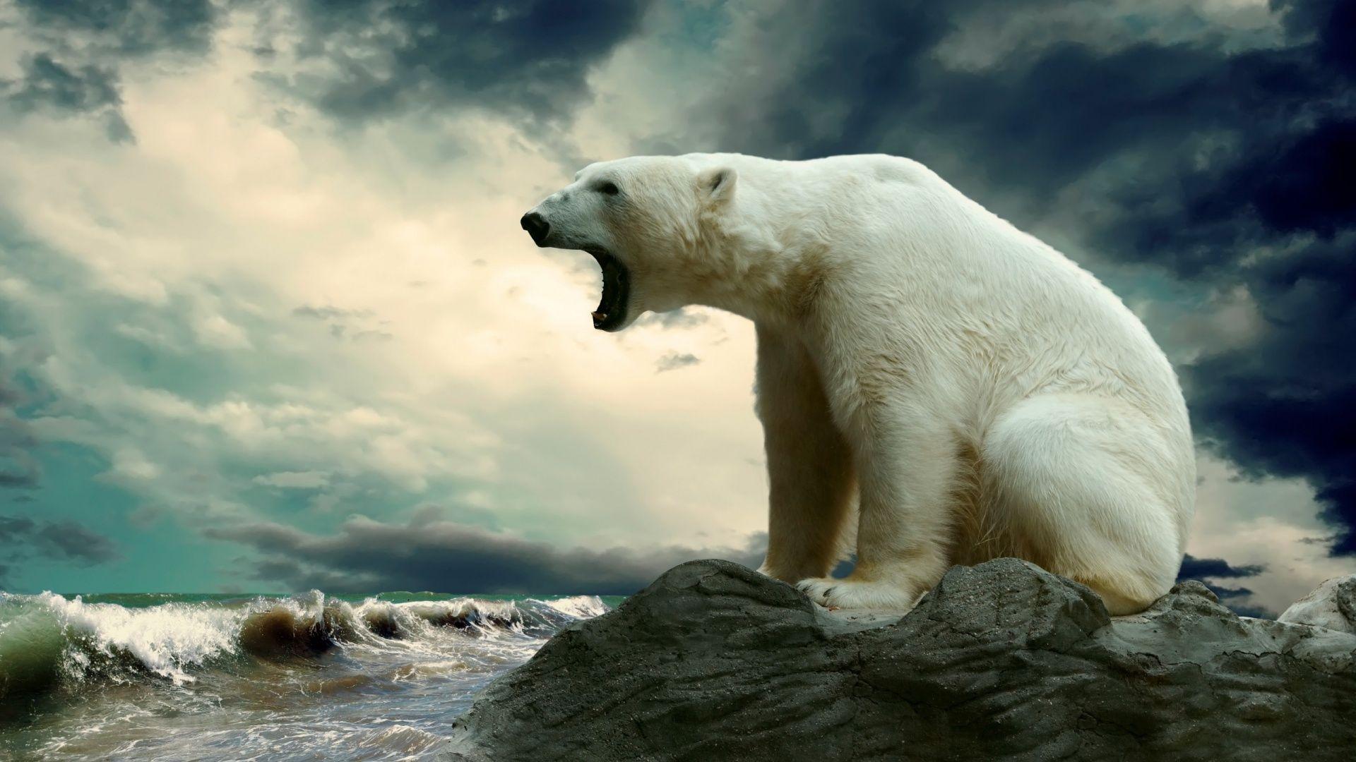 1920x1080 Polar Bear wallpaperx1080
