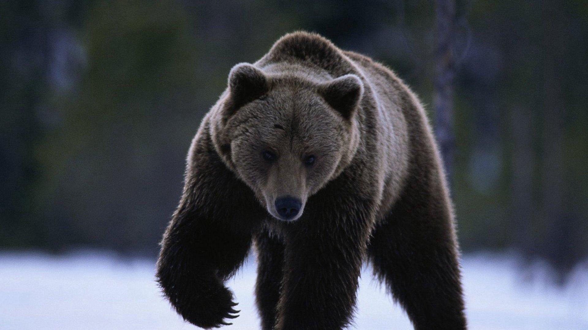 1920x1080 Download wallpaper 1920x1080 bear, snow, walking, winter full HD