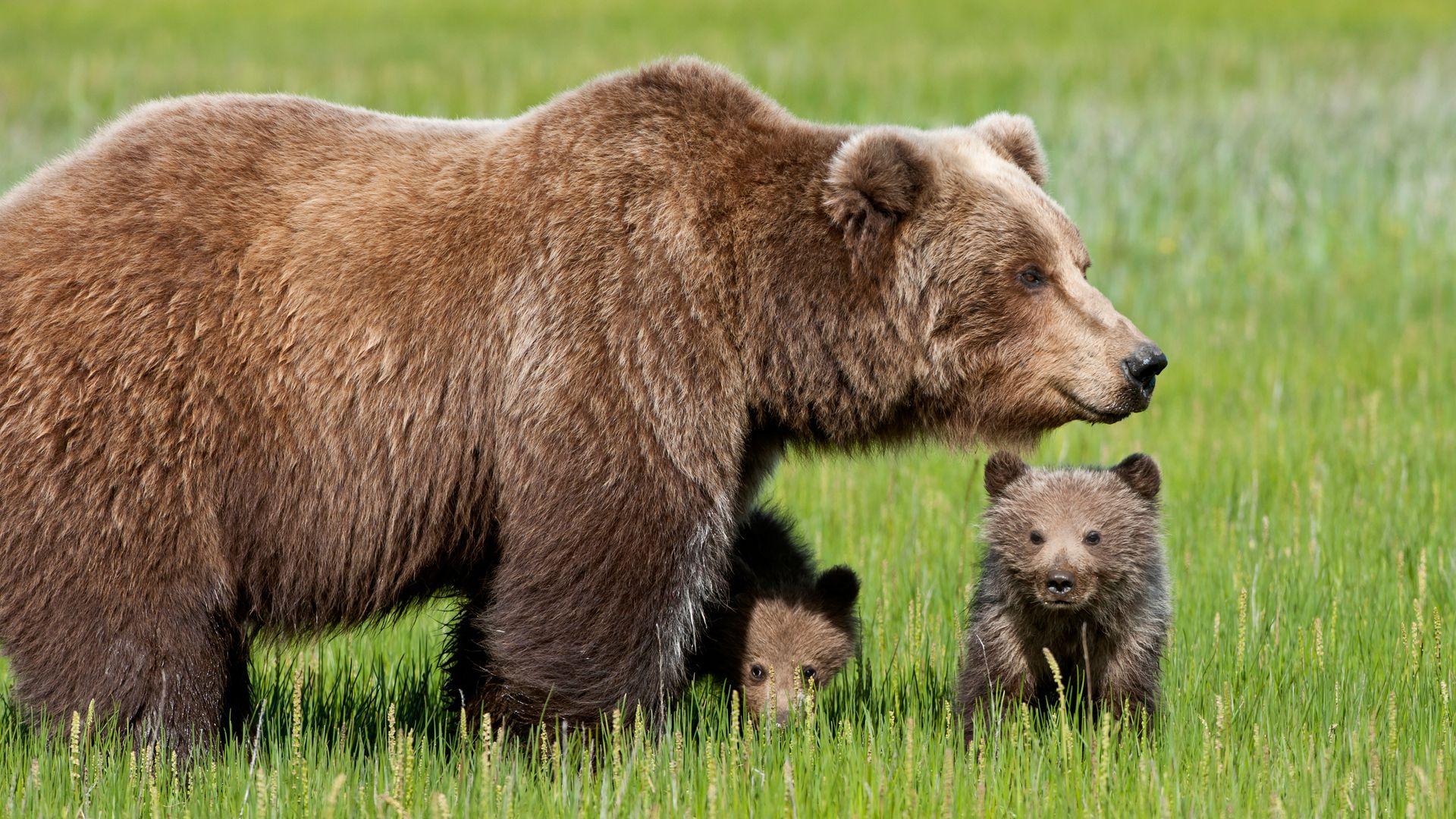 1920x1080 Bear Wallpaper