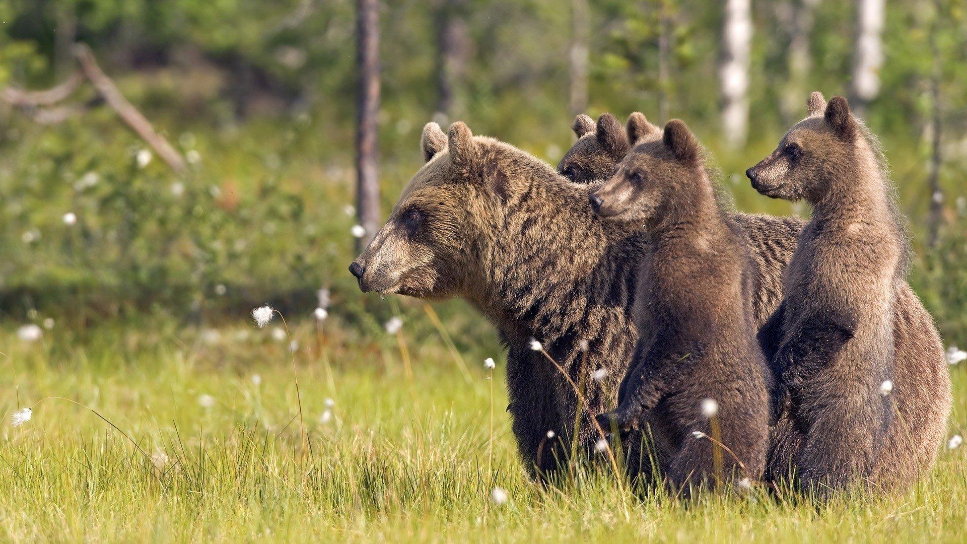 1920x1080 Bear wallpaper 1920x1080 Full HD (1080p) desktop background