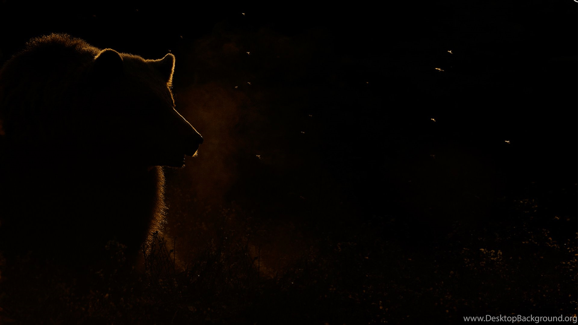1920x1080 Grizzly Bear Wallpaper Desktop Background