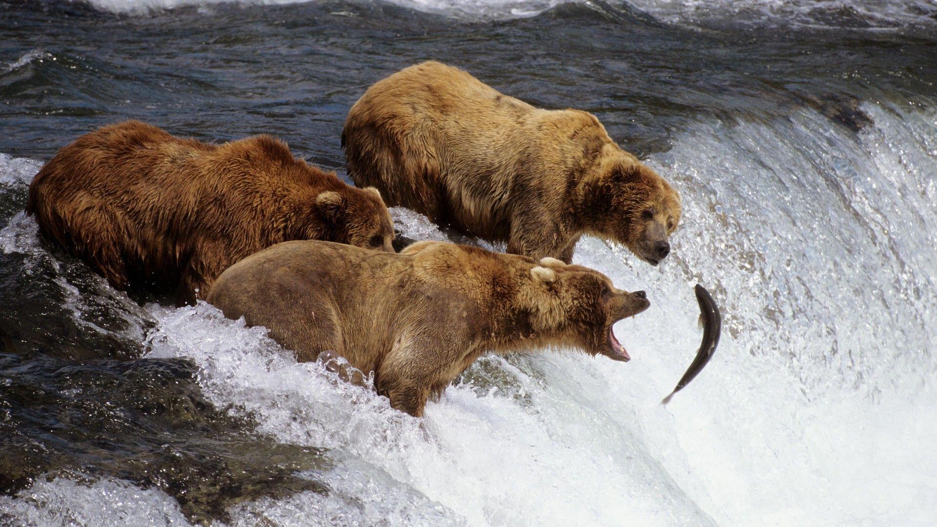 1920x1080 Bears Fishing HD Wallpaperx1080