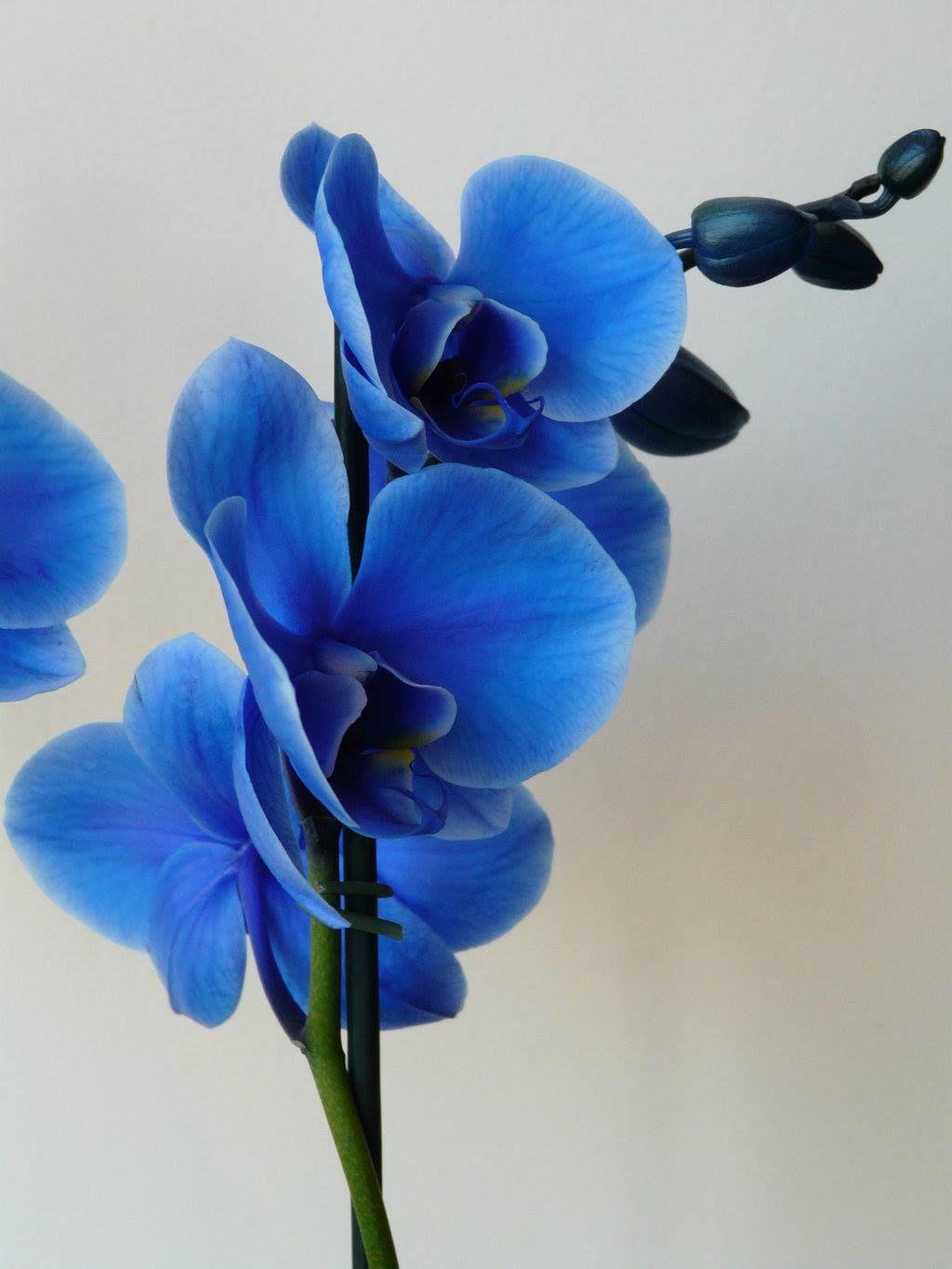 Blue Orchid Wallpapers Top Free Blue Orchid Backgrounds WallpaperAccess