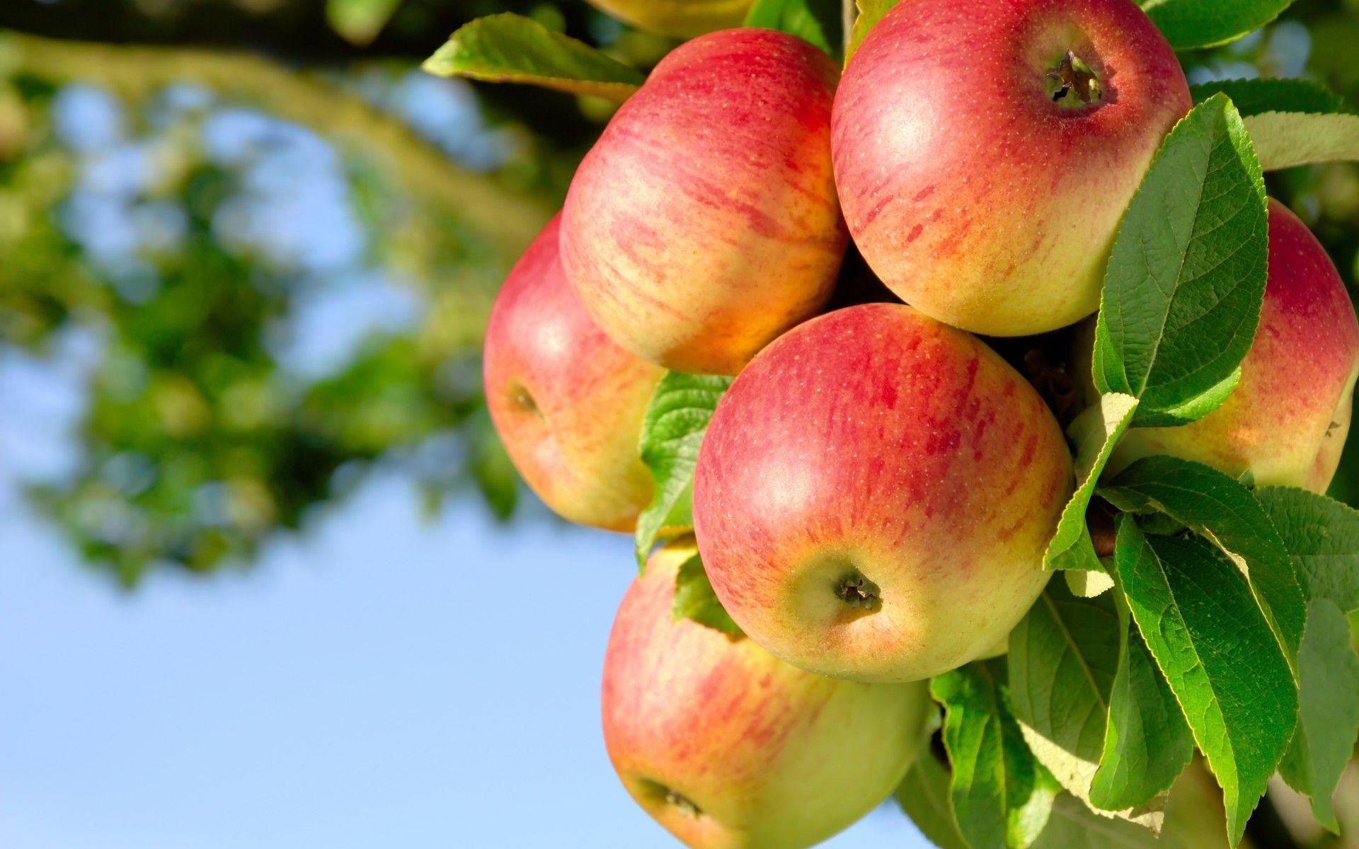 1920x1200 picture of apple farm. Fruit Apple Trees Orchard Nature