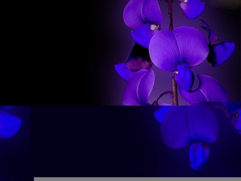 1024x768 Pink Flower Wallpaper: Awesome Blue Orchid Wallpaper