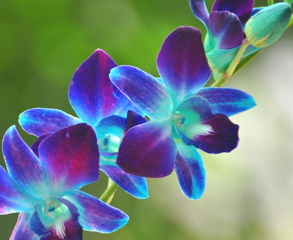 Blue Orchid Wallpapers Top Free Blue Orchid Backgrounds WallpaperAccess Blue Orchid Wallpapers Top Free Blue Orchid Backgrounds WallpaperAccess