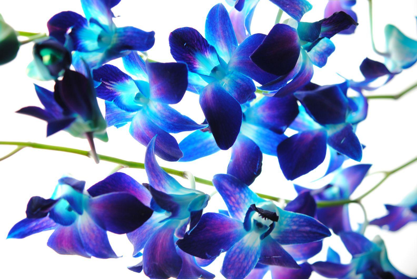 blue and purple orchids