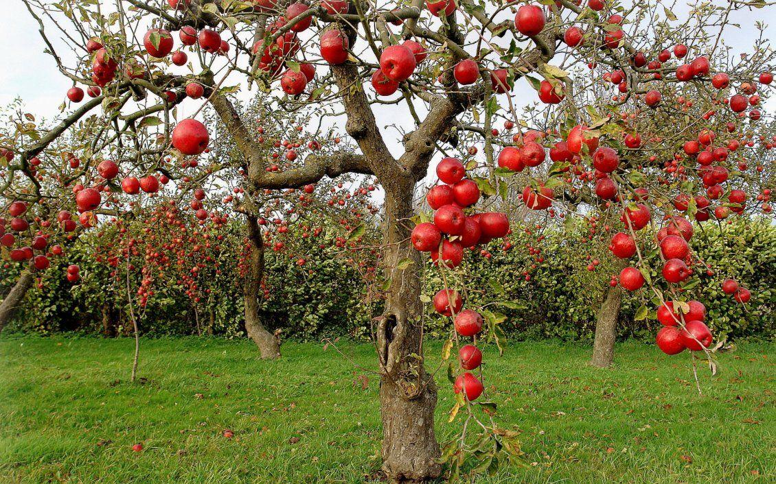 1130x706 Delicious apples in the orchard