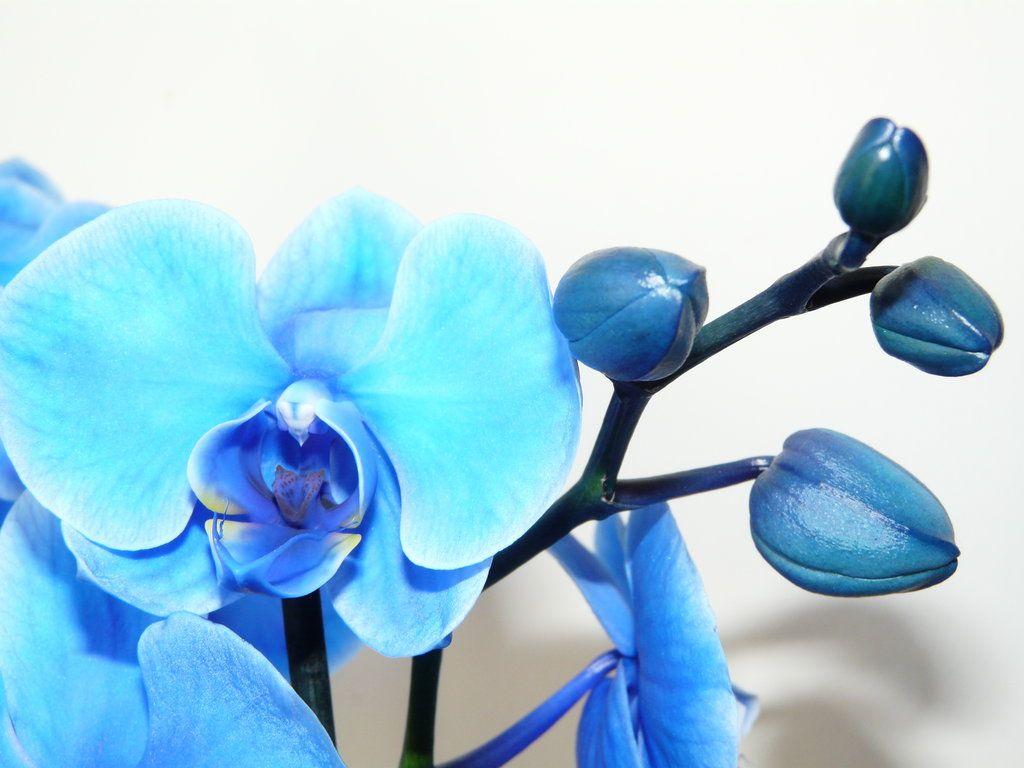 1024x768 Free download 140283D1372052290 blue orchid blue orchid pics jpg