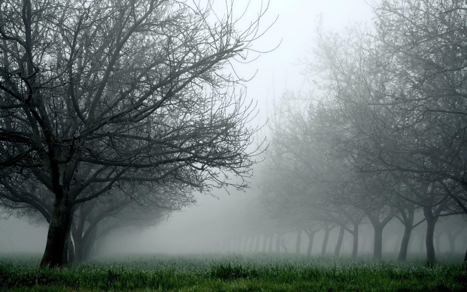 1920x1200 nature, Landscapes, Trees, Orchard, Fields, Grass, Fog, Mist, Haze