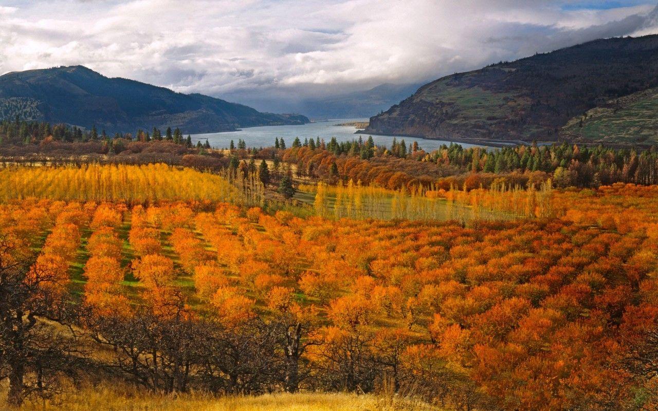 1280x800 Cherry Orchard Autumn Trees wallpaper. Cherry Orchard Autumn