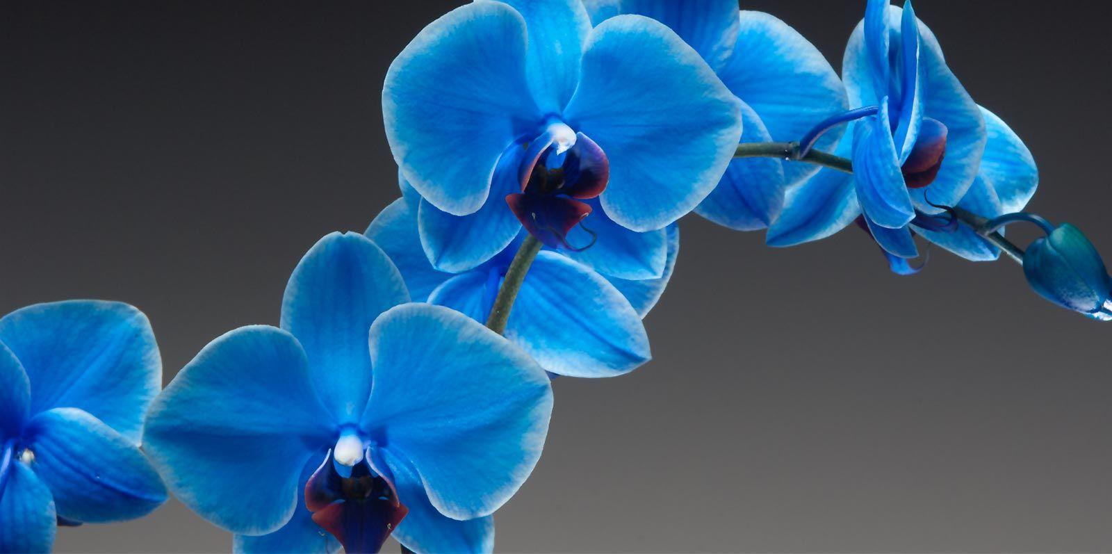 Blue Orchid Wallpapers Top Free Blue Orchid Backgrounds WallpaperAccess