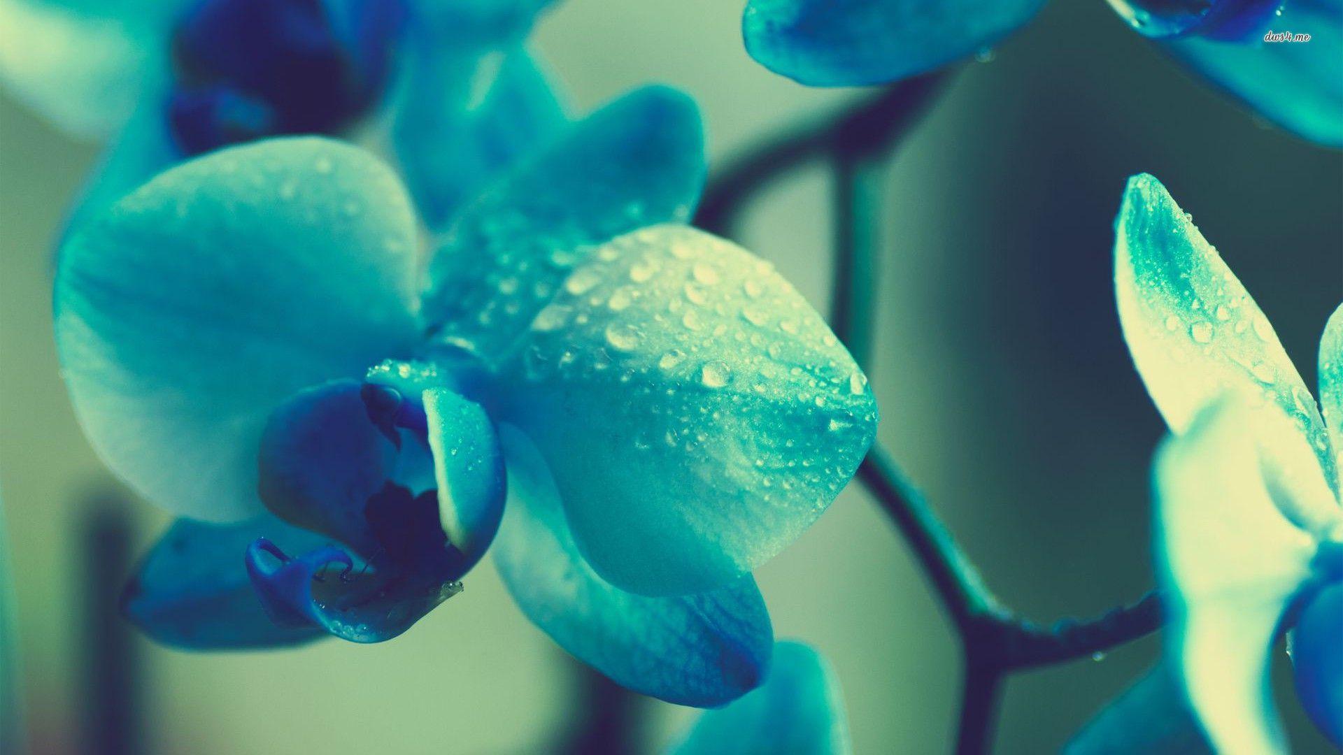 Blue Orchid Wallpapers Top Free Blue Orchid Backgrounds WallpaperAccess