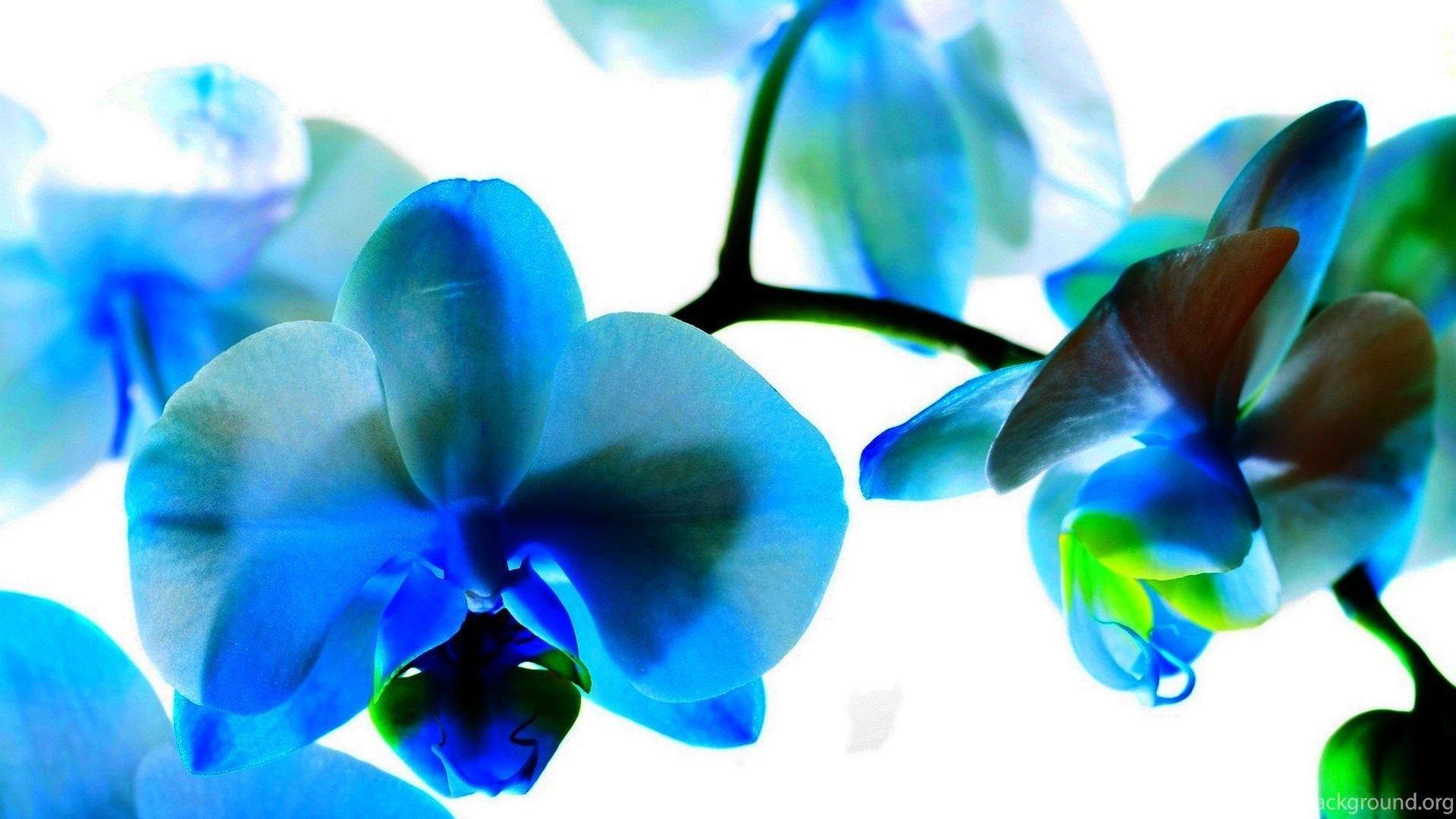 Blue Orchid Wallpapers - Top Free Blue Orchid Backgrounds - WallpaperAccess