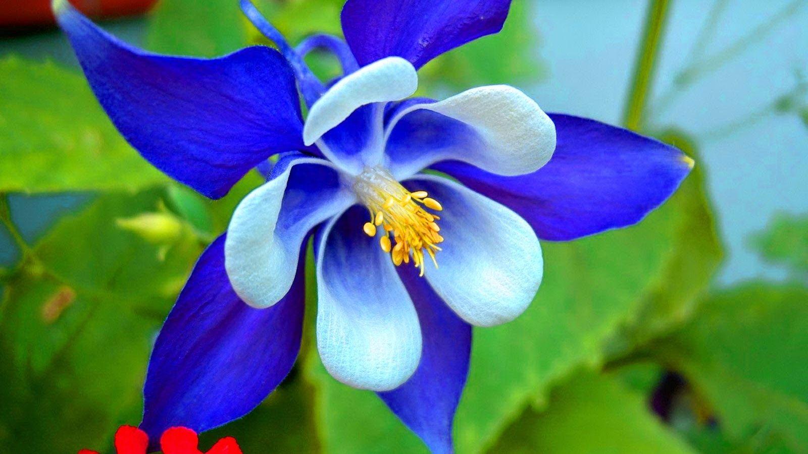 1600x900 Free download Blue Orchid Flower Wallpaper Blue With White Orchid