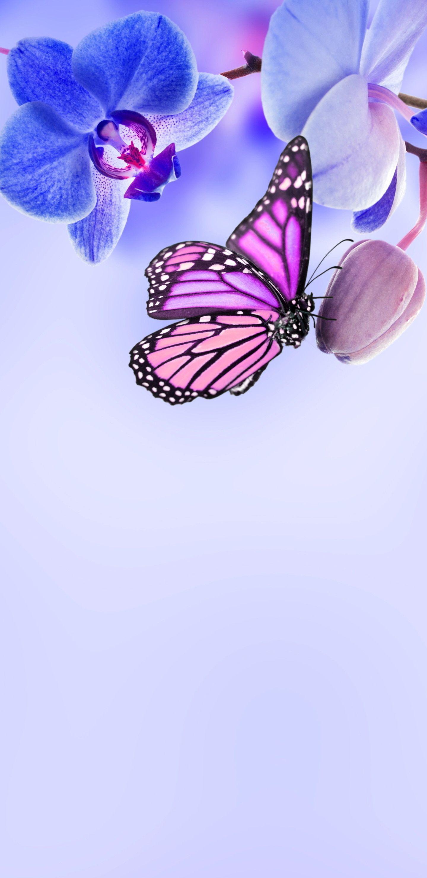 1440x2960 Orchid Wallpaper